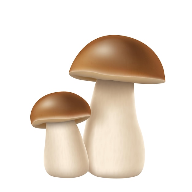 Vector seta boletus pocrini realista con tapa marrón y tallo blanco aislado sobre fondo blanco par de hongos 3d ilustración vectorial