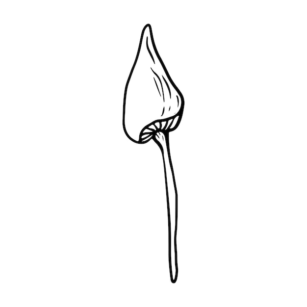 Seta de estilo Doodle sobre fondo blanco aislado. Seta del bosque. Ilustración vectorial.