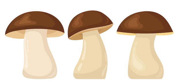 Setas boletus en diseño plano conjunto vector aislado