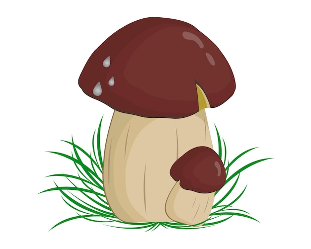 Setas del bosque blanco aisladas sobre un fondo blanco Ilustración vectorial