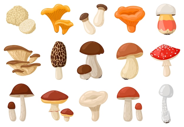 Vector setas de dibujos animados. conjunto de ilustración de hongos venenosos y comestibles, rebozuelos, cep, amanita y trufa