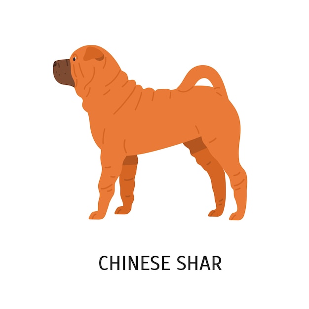 Shar pei chino. lindo perro gracioso de raza lucha aislado en blanco