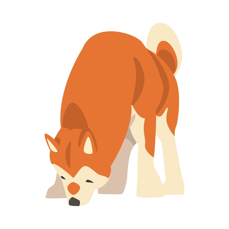 Vector shiba inu como raza japonesa de perro de caza con orejas punzantes y cola rizada olfateando algo vector