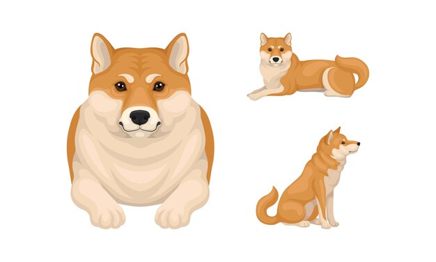 Shiba Inu como raza de perro de caza de Japón en diferentes posturas Conjunto vectorial