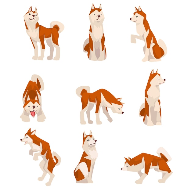 Shiba Inu Perro en varias poses conjunto lindo Japón Marrón Beige Fluffy Animales de compañía Ilustración vectorial en fondo blanco