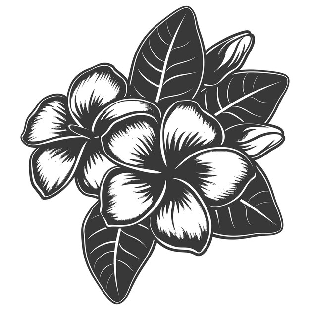 Vector silhouette plumeria flor de color negro sólo vector