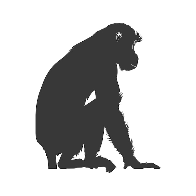 Vector silhouette proboscis mono animal sólo color negro