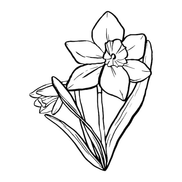 Silhueta lineal de contorno negro narcisos aislados sobre fondo blanco vector simple ilustración gráfica plana flor Una línea simple dibujando a mano plantas para el diseño
