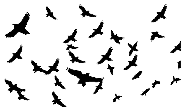 Silhuetas de aves voladoras en fondo blanco Ilustración vectorial de aves aisladas volando