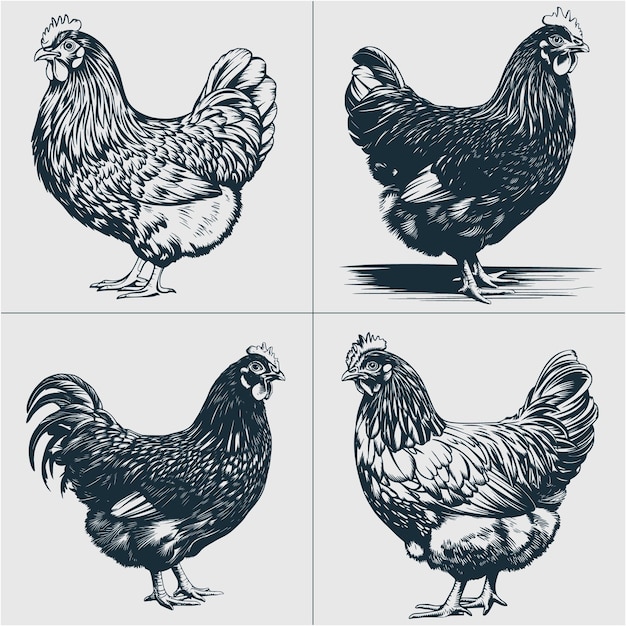 Silkie Chicken Svg Silkie Hen Svg Funny Silkie Bird Design Png Silkie Hen Lover Clipart (Diseño de pájaros de seda muy divertido)
