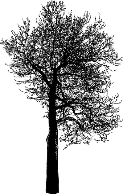 Vector silueta de árbol de hoja caduca en invierno