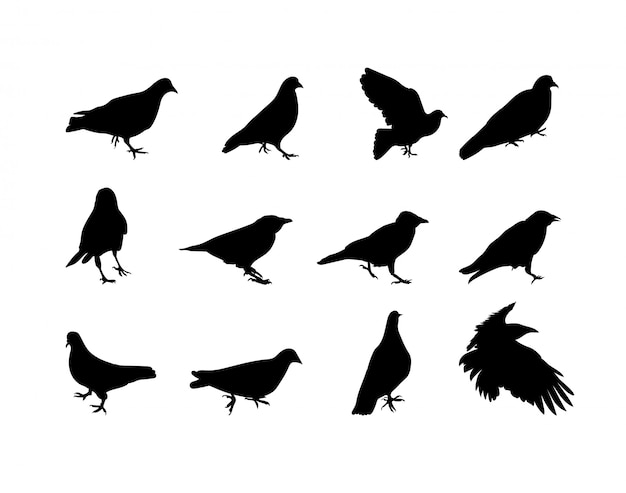 Silueta en blanco y negro paloma cuervo. Ilustración