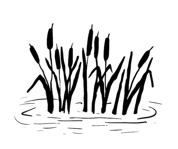 Silueta de caña Ilustración vectorial aislada sobre fondo blanco Plantas en pantano y estanque