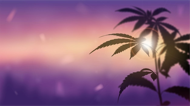 Silueta de cannabis contra la puesta de sol.