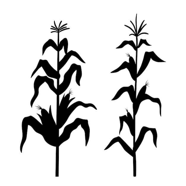 Vector silueta, de, crecer, maíz, vector, negro, ilustración, de, vegetal, cosecha, aislado, blanco, granja, planta, señal