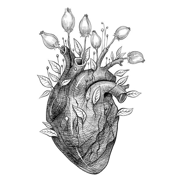 Silueta de dibujo lineal de la estructura anatómica del corazón de flores y hojas que brotan en ella