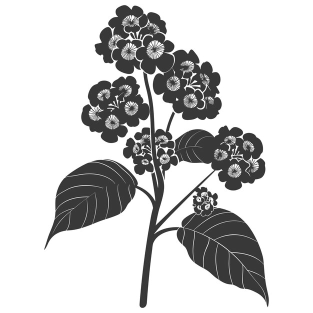 Vector silueta de flor de lantana sólo de color negro