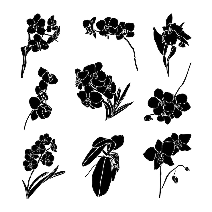 Vector silueta de flor de orquídea en un estilo abstracto simple contemporáneo sobre un fondo blanco. ilustración de vector para impresión de camiseta, tarjeta, cartel