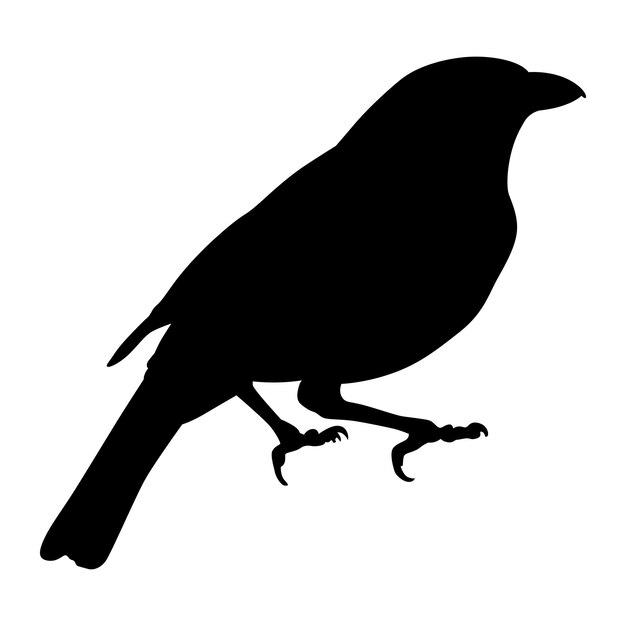 La silueta de un hermoso pájaro