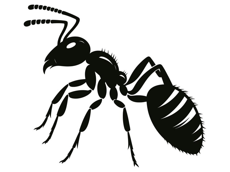 Silueta de hormiga con fondo blanco