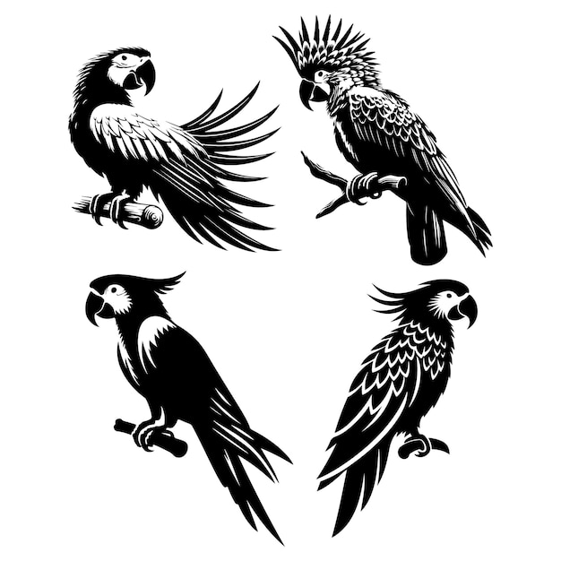 Silueta de loro aislada sobre un fondo blanco