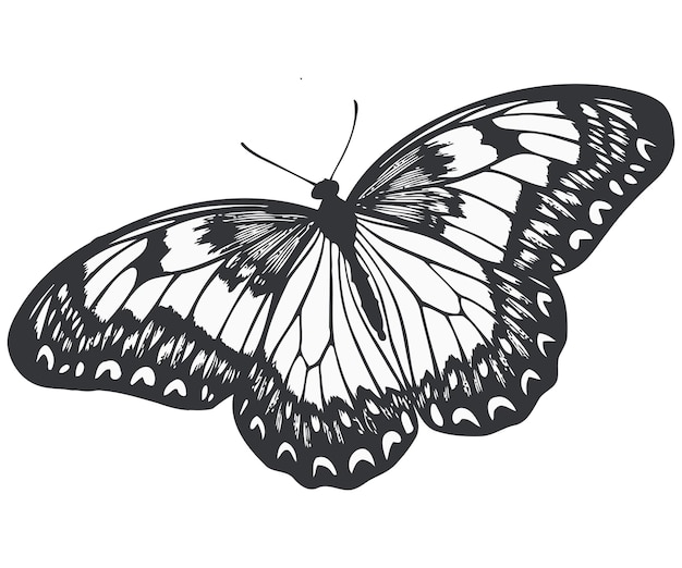 Silueta de una mariposa con alas decorativas