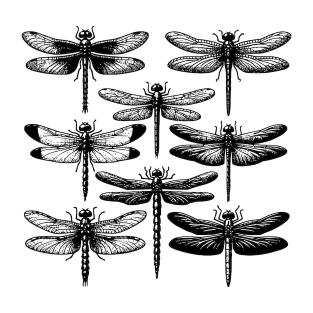 La silueta de la mosca dragón