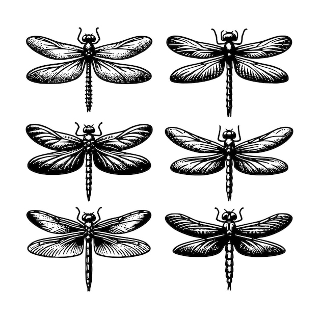 La silueta de la mosca dragón