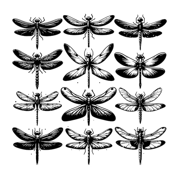 La silueta de la mosca dragón