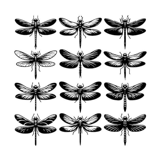 La silueta de la mosca dragón