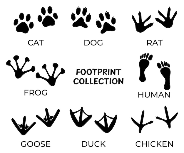 Silueta negra de huellas de patas de diferentes animales aisladas en huellas blancas de conjuntos vectoriales