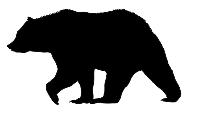 Vector silueta de oso vectorial aislada sobre fondo blanco