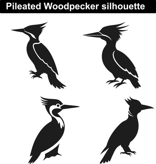Silueta del pájaro carpintero