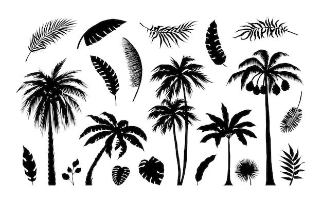 Silueta de palma Follaje exótico de la selva Árboles y ramas tropicales Plantillas de hojas negras Frondas de plátano o coco Elementos de contorno botánico de verano aislados Conjunto de plantas vectoriales