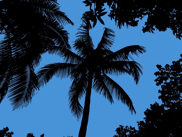 Vector silueta de una palmera colocada sobre un fondo blanco arte vectorial color negro