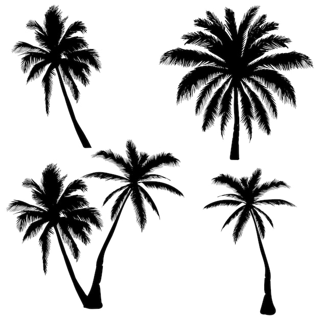silueta de palmera