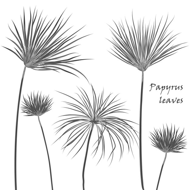 Silueta de palmeras tropicales hojas de papiro negro aislado sobre fondo blanco.