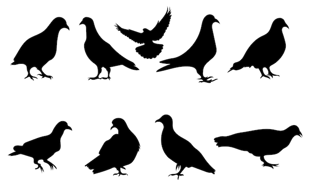 Silueta de paloma aislada sobre fondo blanco ilustración vectorial premium