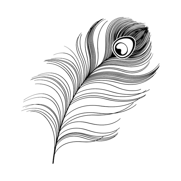 Silueta de pluma de pavo real de vector negro | Vector Premium Silueta de pluma de pavo real de vector negro | Vector Premium