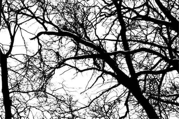 Silueta de una rama de árbol sobre un fondo transparente