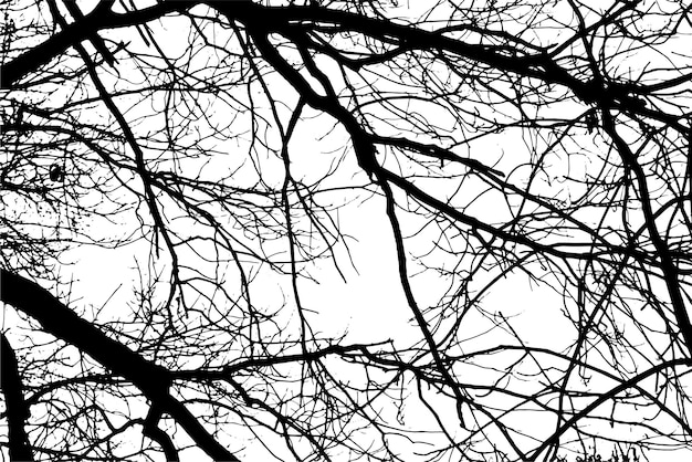 Silueta de una rama de árbol sobre un fondo transparente