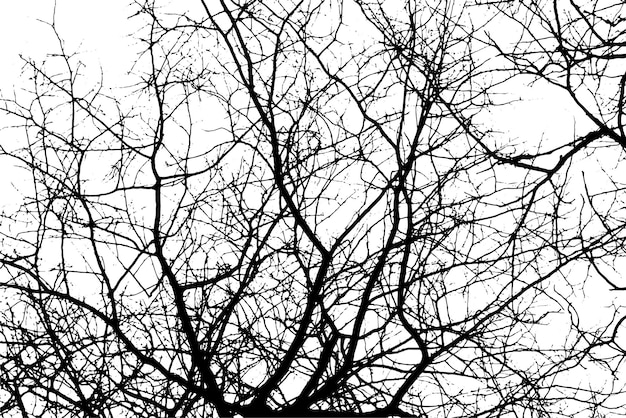 Silueta de rama de árbol en transparente