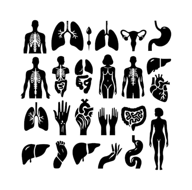 Silueta del vector del conjunto de órganos humanos