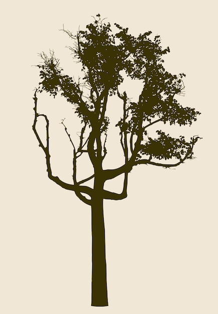 Silueta de un viejo árbol de hoja caduca