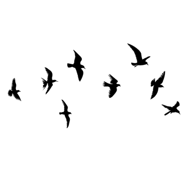 Silueta, de, vuelo, pájaros, vector, aislado