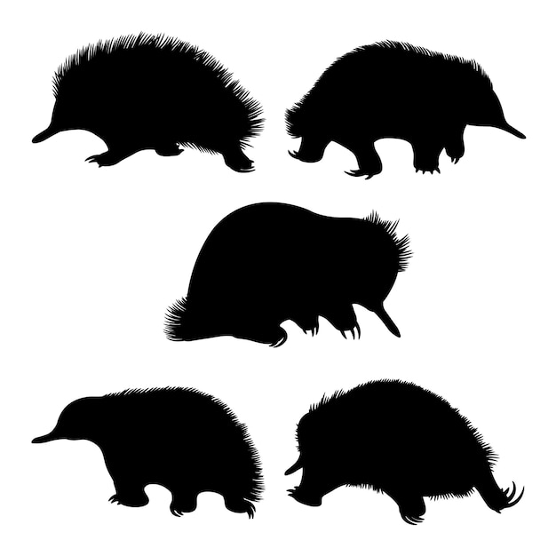 Vector siluetas de animales silvestres de la equidna