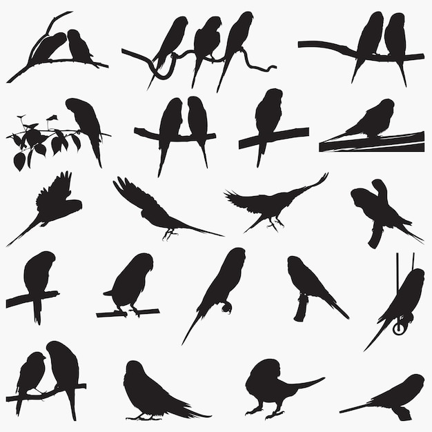 Siluetas de aves Budgericar