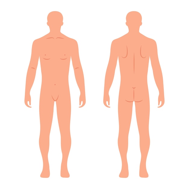 Vector siluetas de cuerpo humano masculino desde atrás y adelante anatomía concepto médico y científico