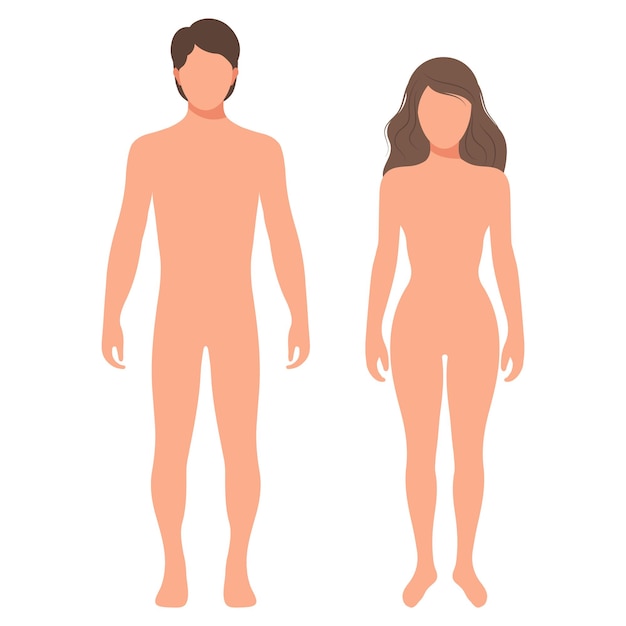 Siluetas del cuerpo humano masculino y femenino Plantilla de anatomía Concepto médico y científico