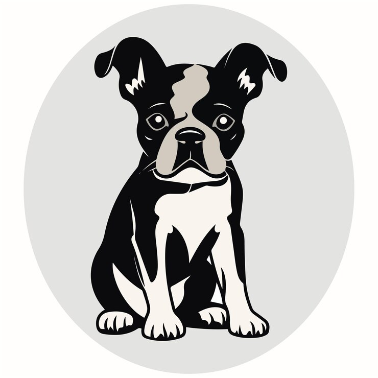 Siluetas e iconos de Boston Terrier de fondo blanco y color negro vector de animales e ilustración